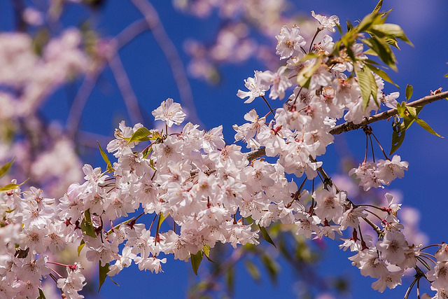 東北十大賞櫻景點：喜多方枝垂櫻花瀑布隧道_img_48